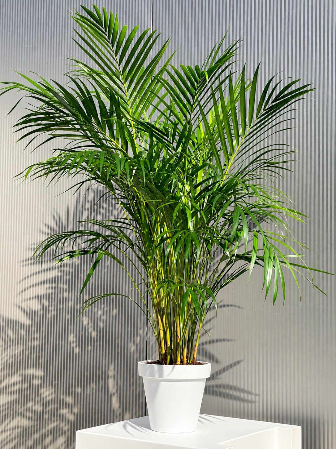 Areca Palme in weißem Topf als Dekoration für Events