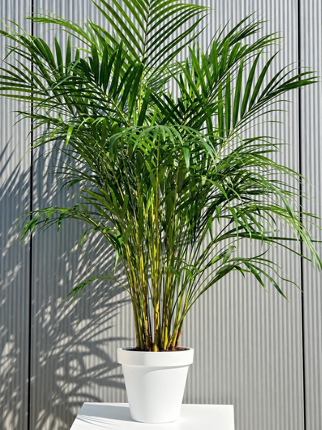Areca Palme mit sattgrünen Blättern in weißem Topf