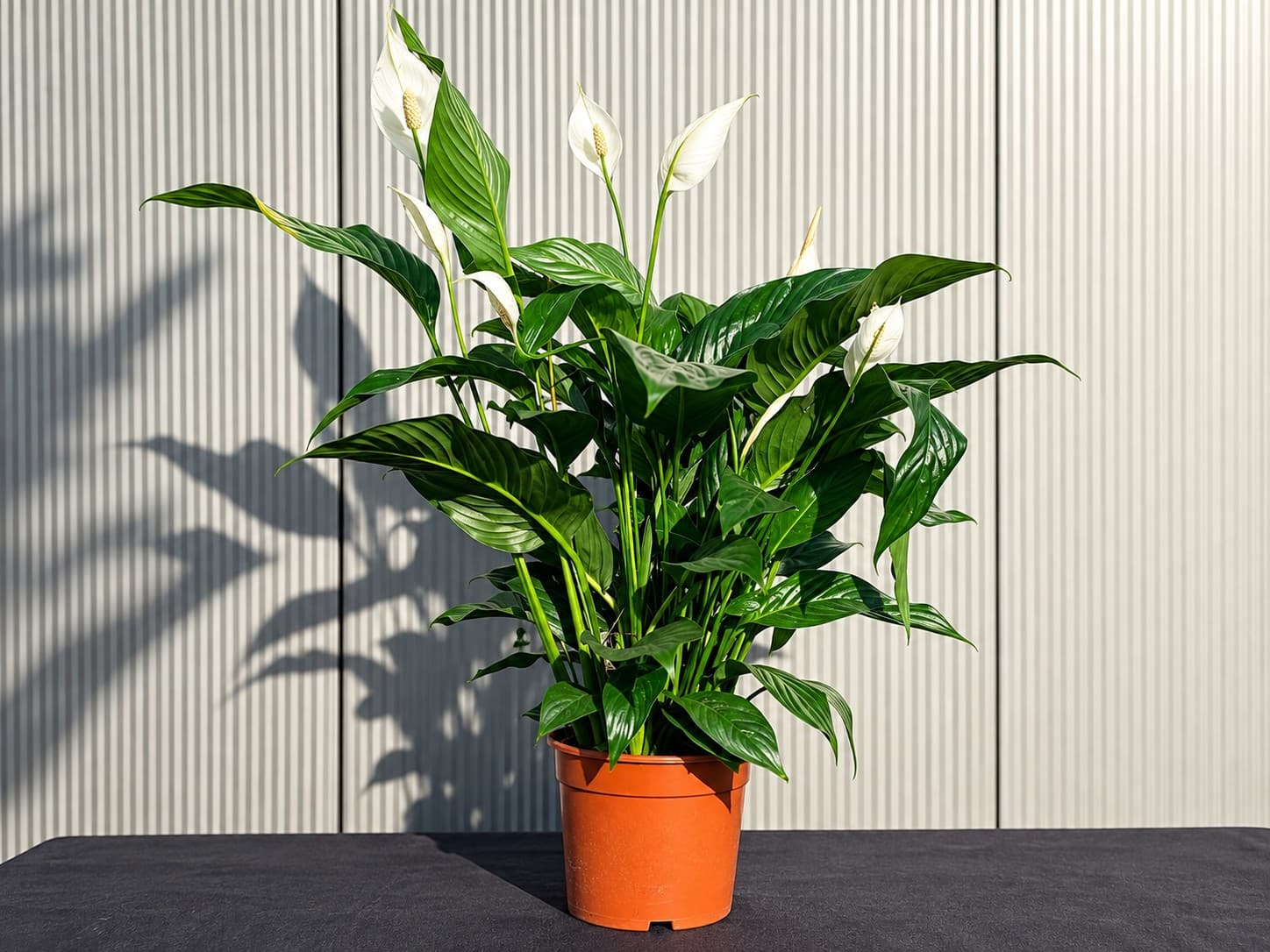 Bild von einer Friedenslilie mit schönen weißen Blüten