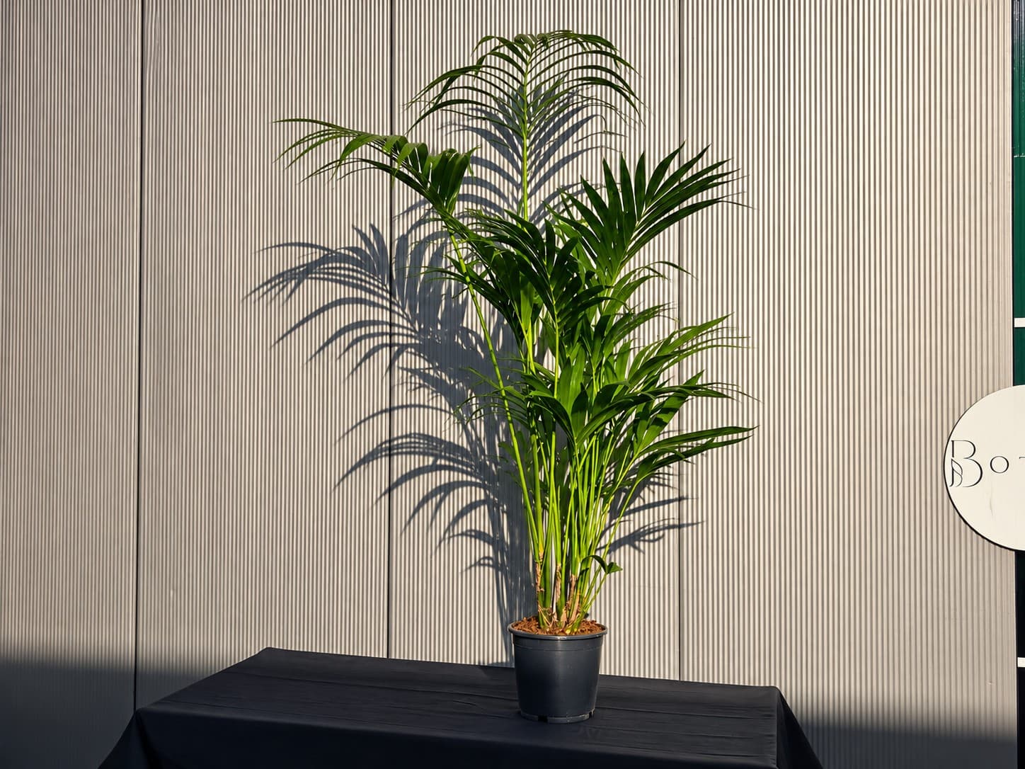 Kentia Palme in sattem Grün für die Vermietung