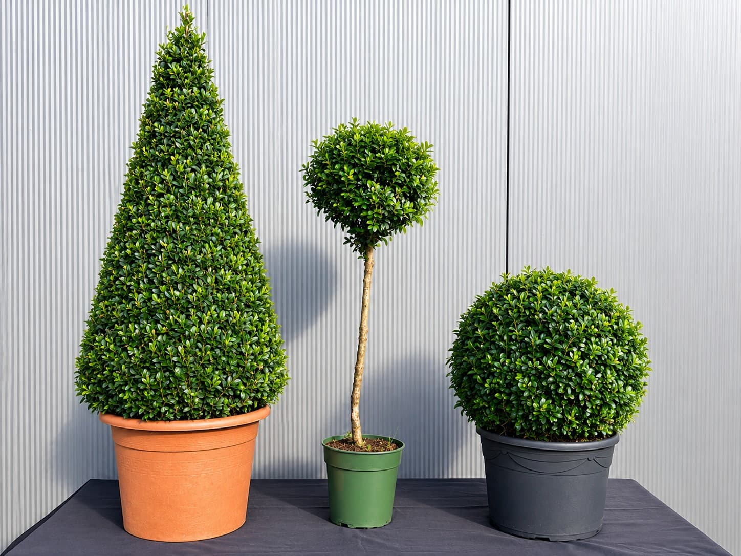 3 Buchbaum Pflanzen mit unterschiedlichem Schnitt zum Mieten für Events