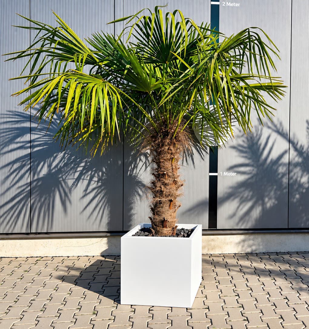 Eine Palme, die man für Events mieten kann