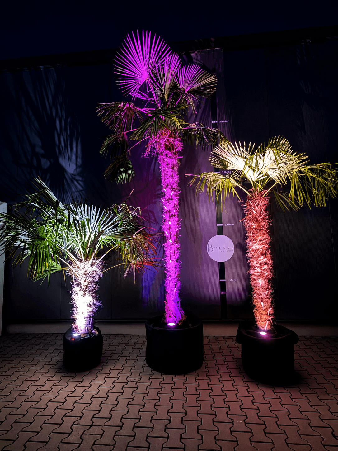 Palme mieten
