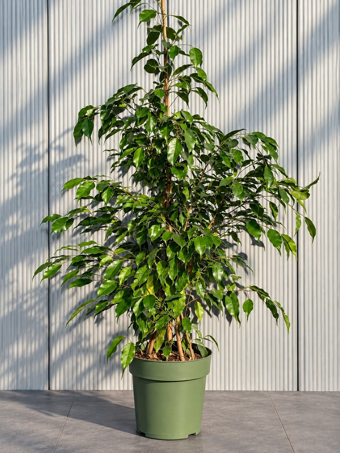 Ficus Benjamina grüne Tropenpflanze zum Mieten