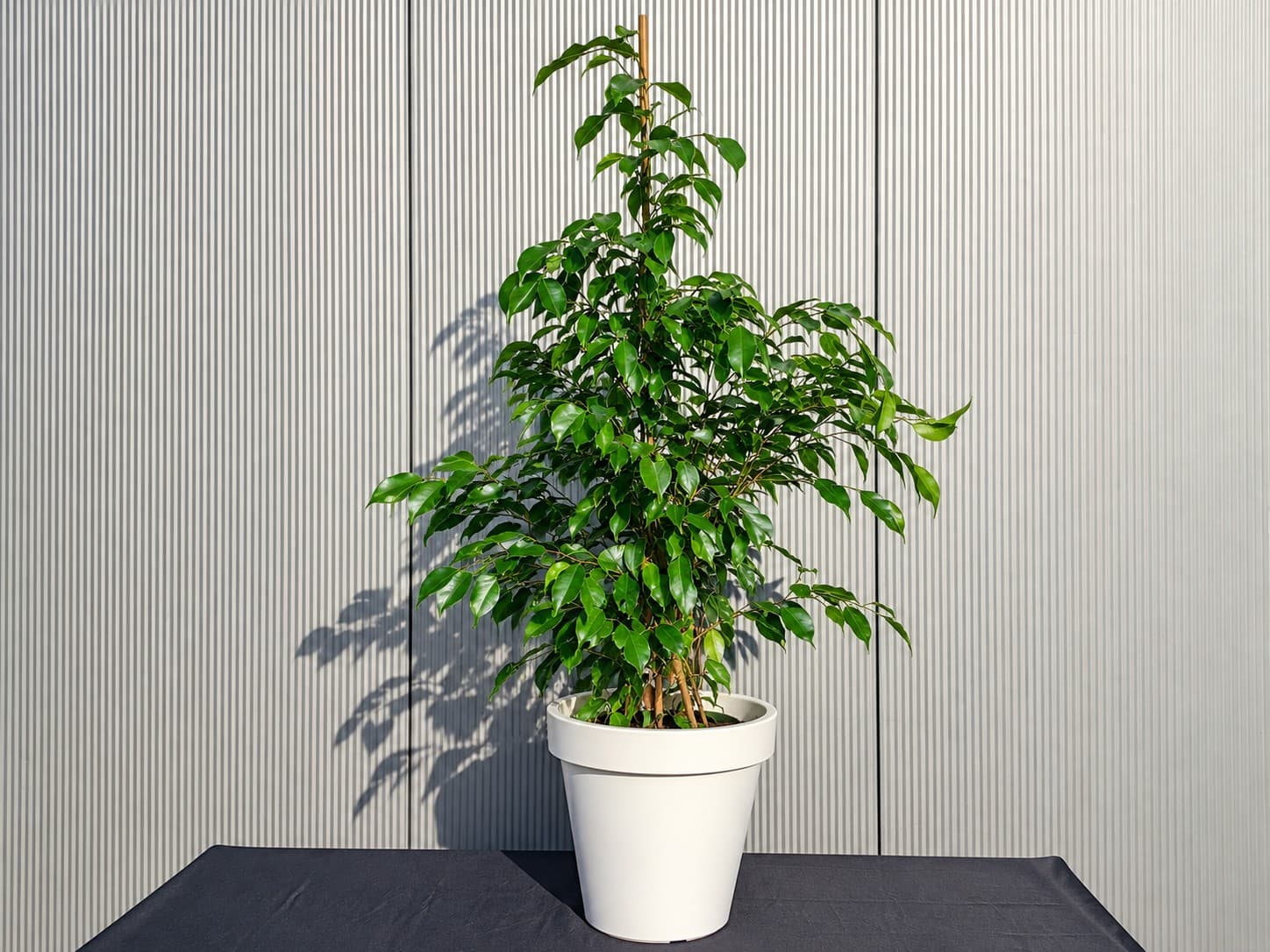 Ficus Benjamin Pflanze mieten