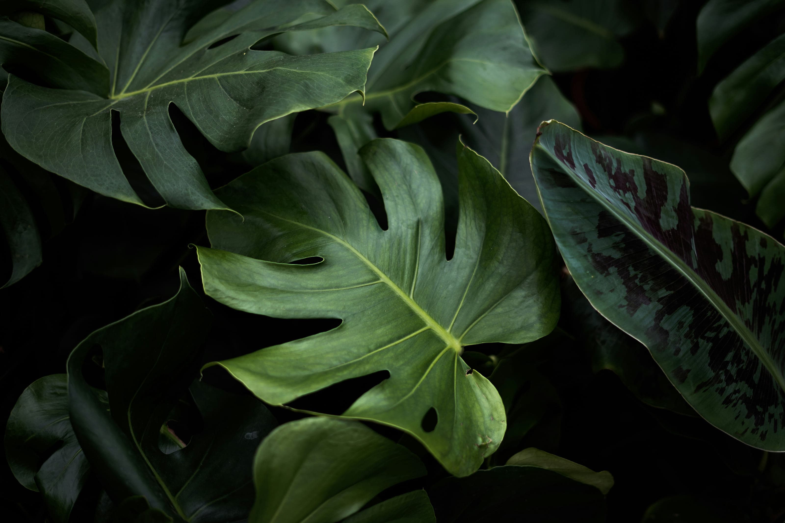 Nahaufnahme dunkelgrüner Monstera-Blätter, von warmem Licht gestreift — botanische Inszenierung.