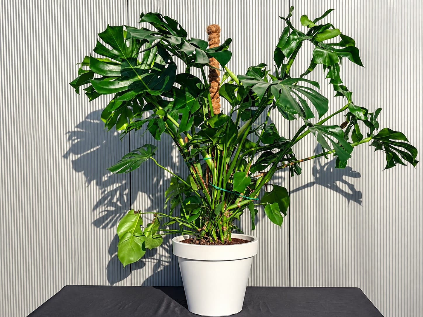 Große Monstera in weißem Topf als Deko in einer Eventlocation