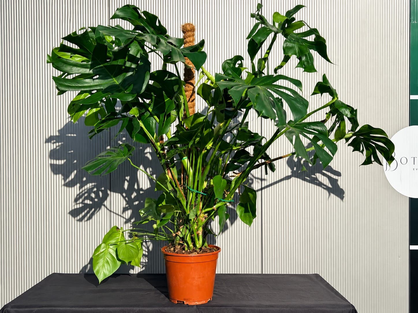 Exklusive Monstera als Deko für Veranstaltungen