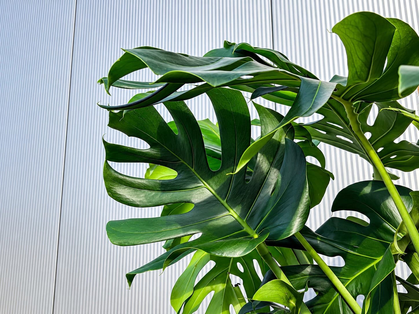 Die besonderen Blätter einer Monstera Pflanze