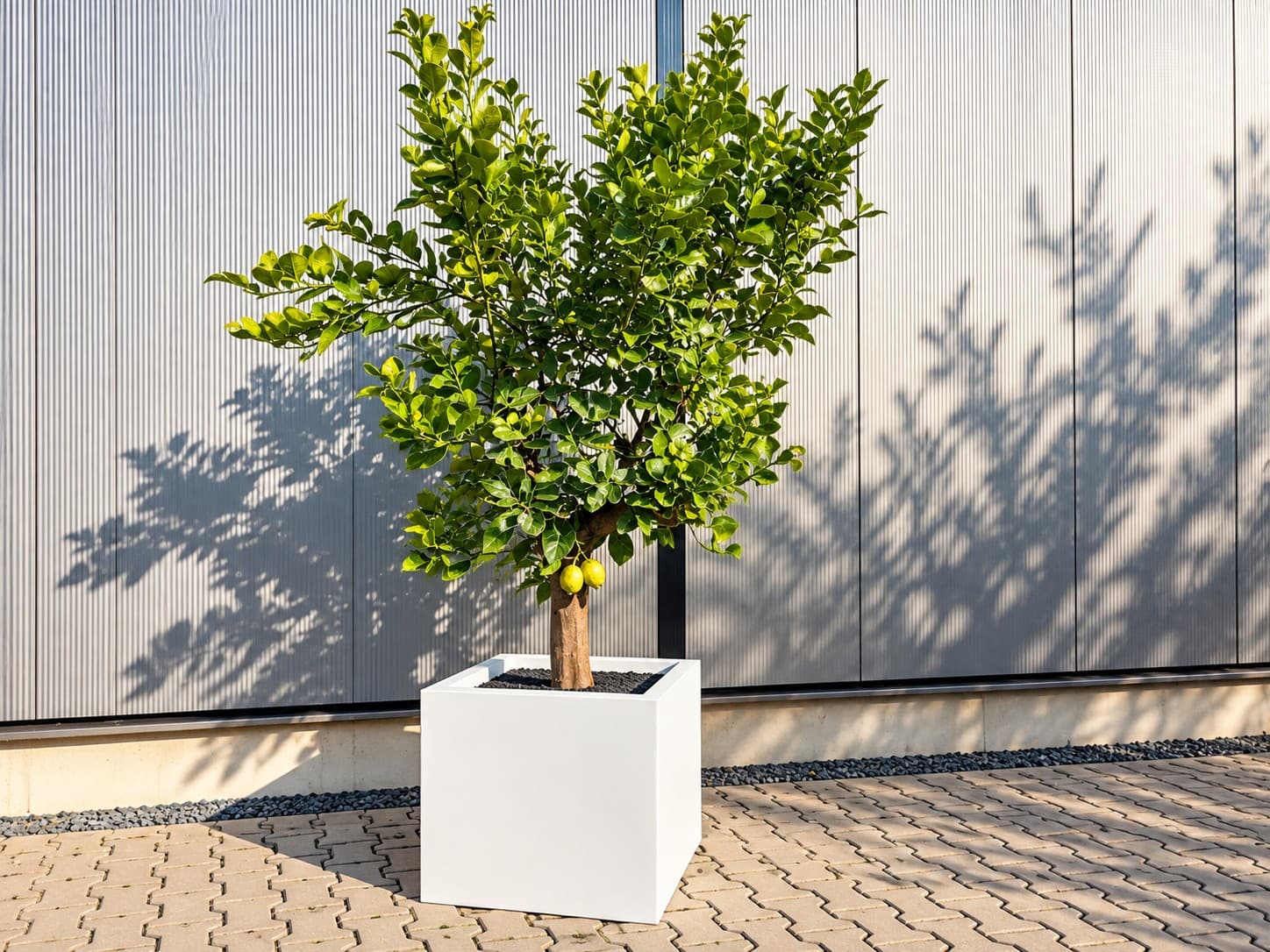 Schöner Zitronenbaum in quadratischem weißen Topf