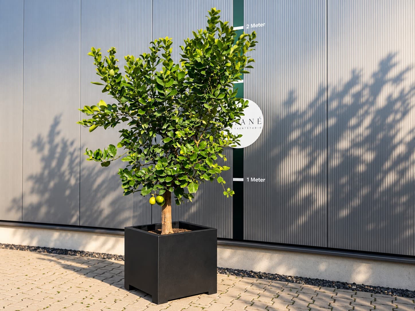 Schöner Zitronenbaum in quadratischem weißen Topf