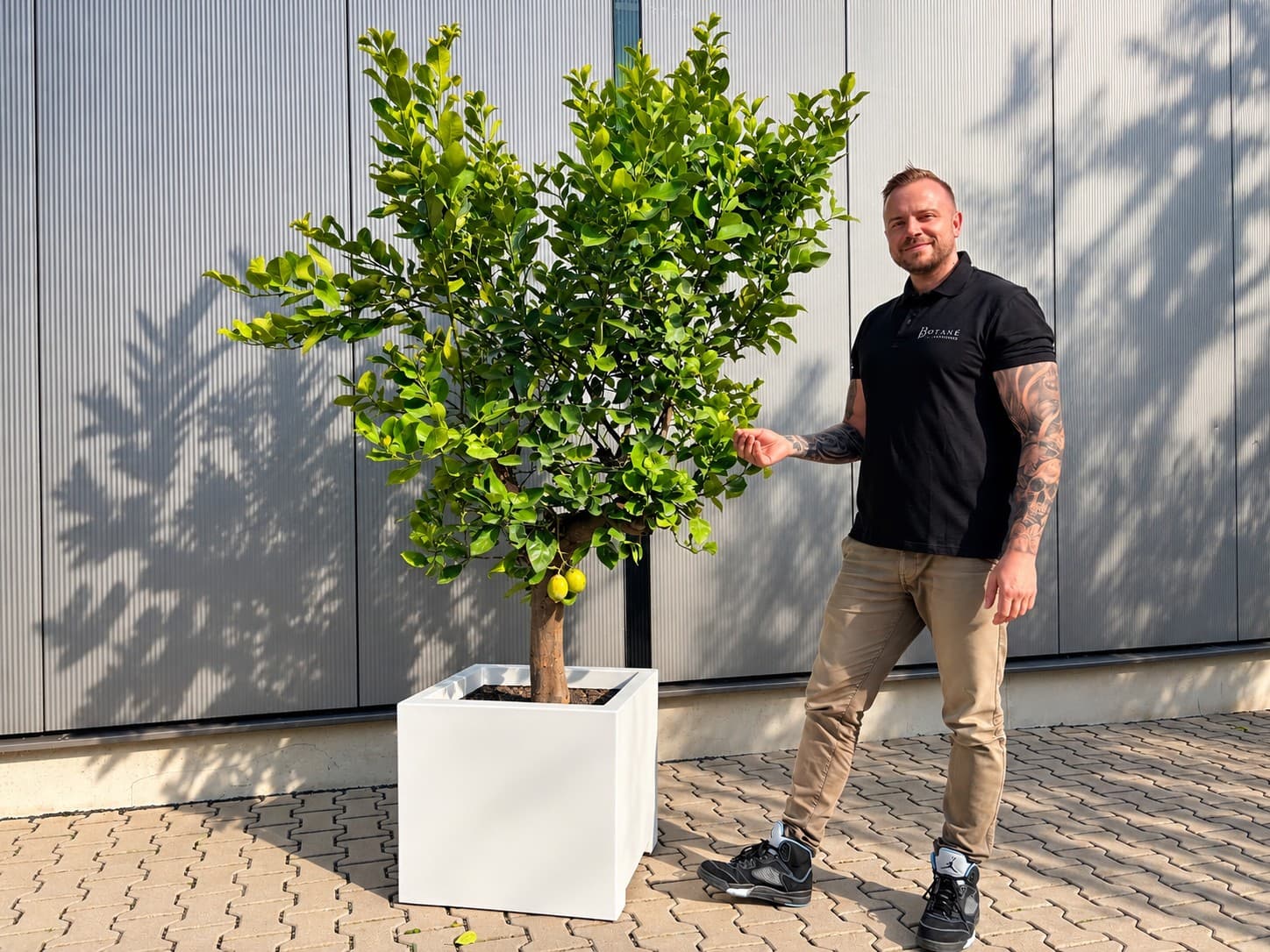 Schöner Zitronenbaum in quadratischem weißen Topf mit Person daneben