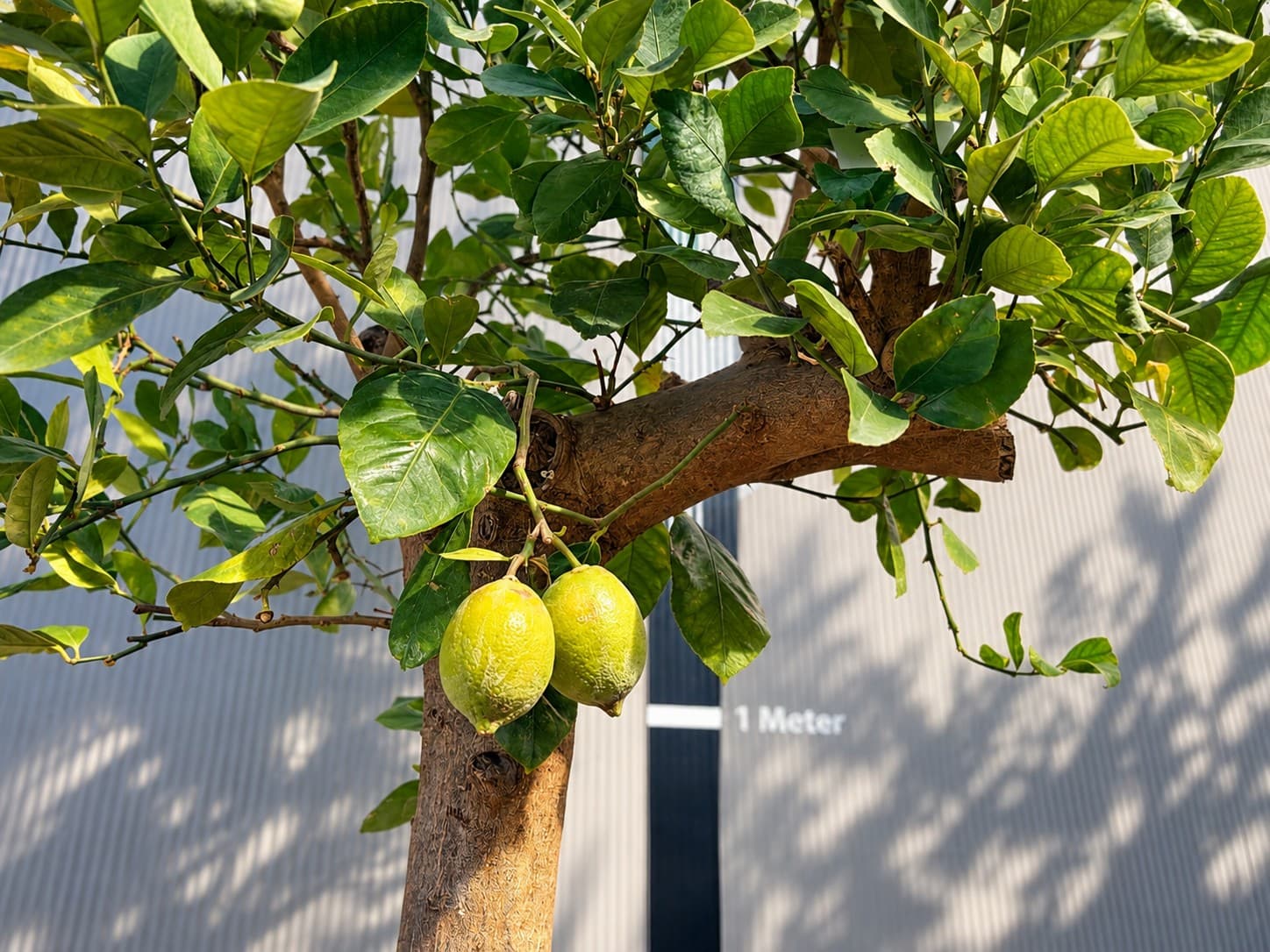 Zwei gelbe Zitronen hängen an einem Zotronenbaum